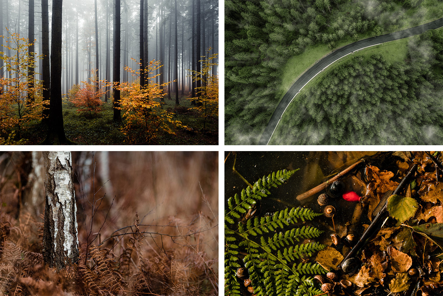 Capture One Styles for Forest and Nature Photography by Northlandscapes