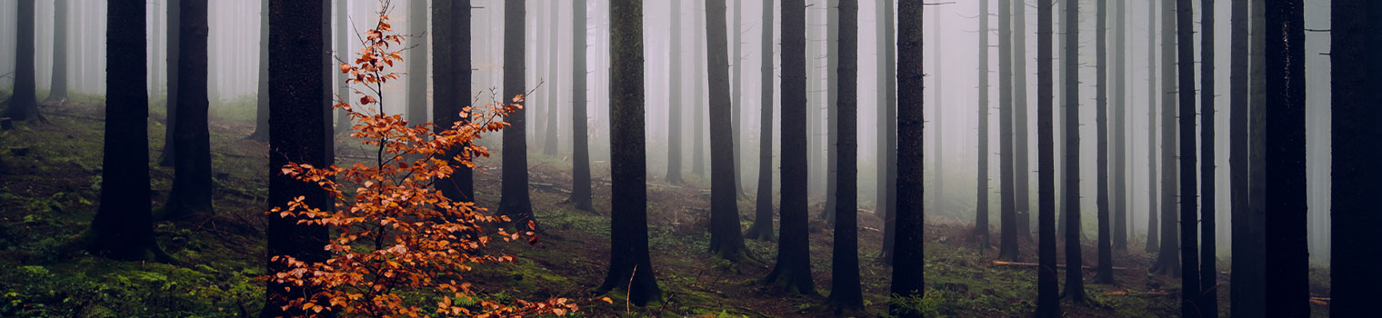 How to Photograph Forests Landscapes: Top Tips and Tricks