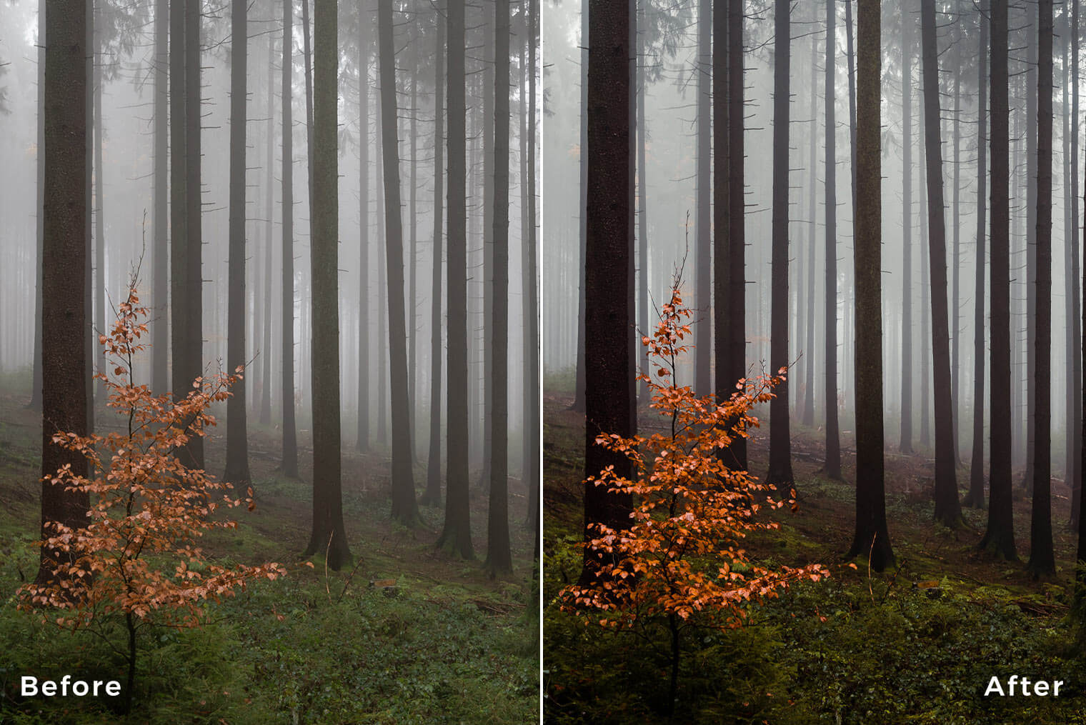 Capture One Styles for Forest Landscapes - Before & After Example