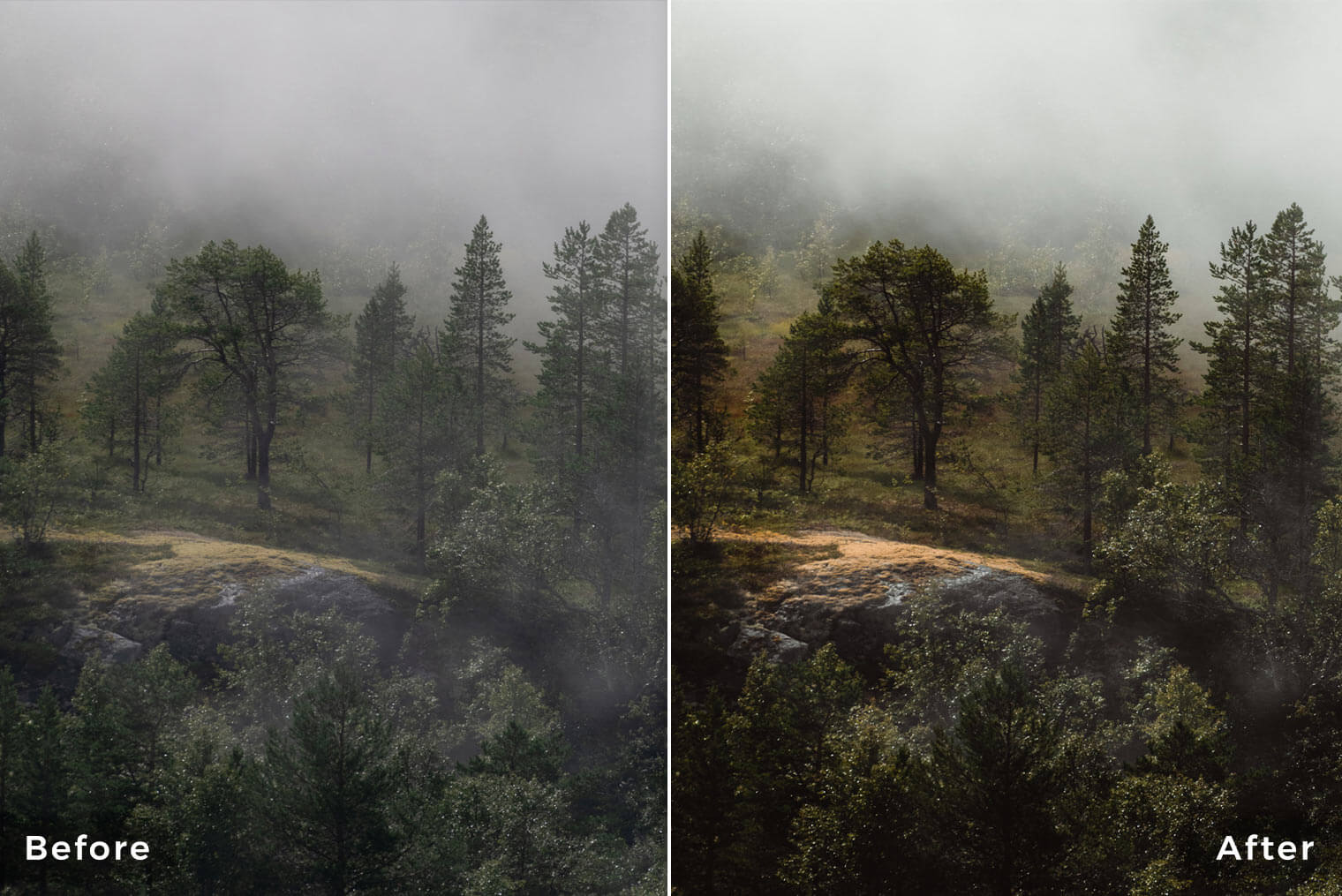 Capture One Styles for moody Forest Landscapes - Before & After Example