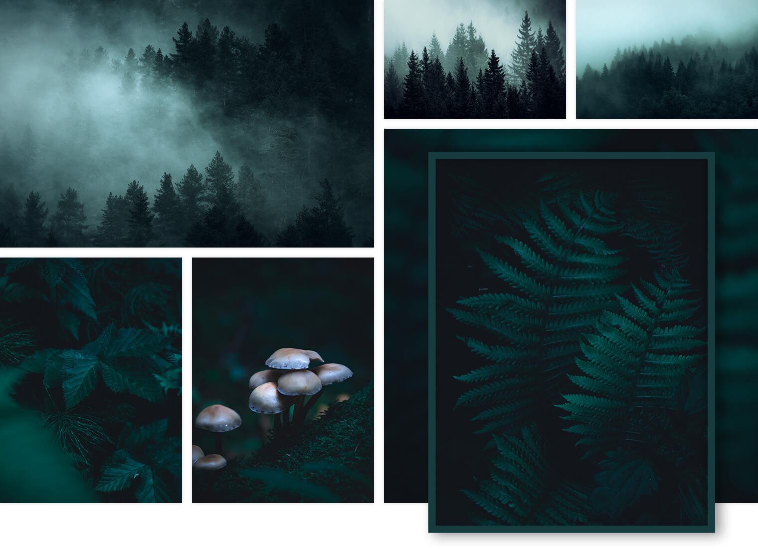 Moody Forest Landscape Photography for Interior Design