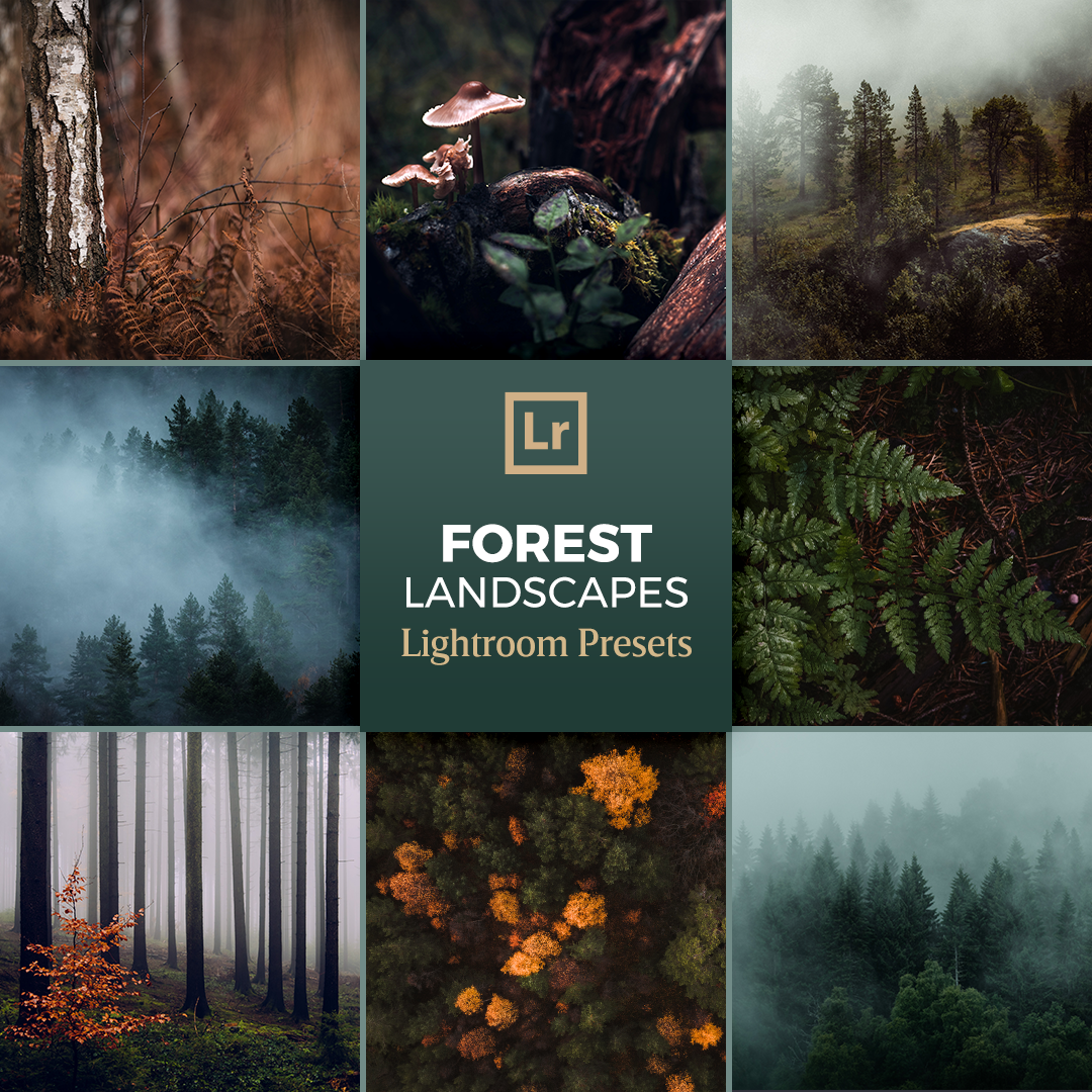 Lost in the woods. Your forest. Картинки лес туман в большом разрешении и высоком качестве для печати. Мох в лесу. Divine_forest.