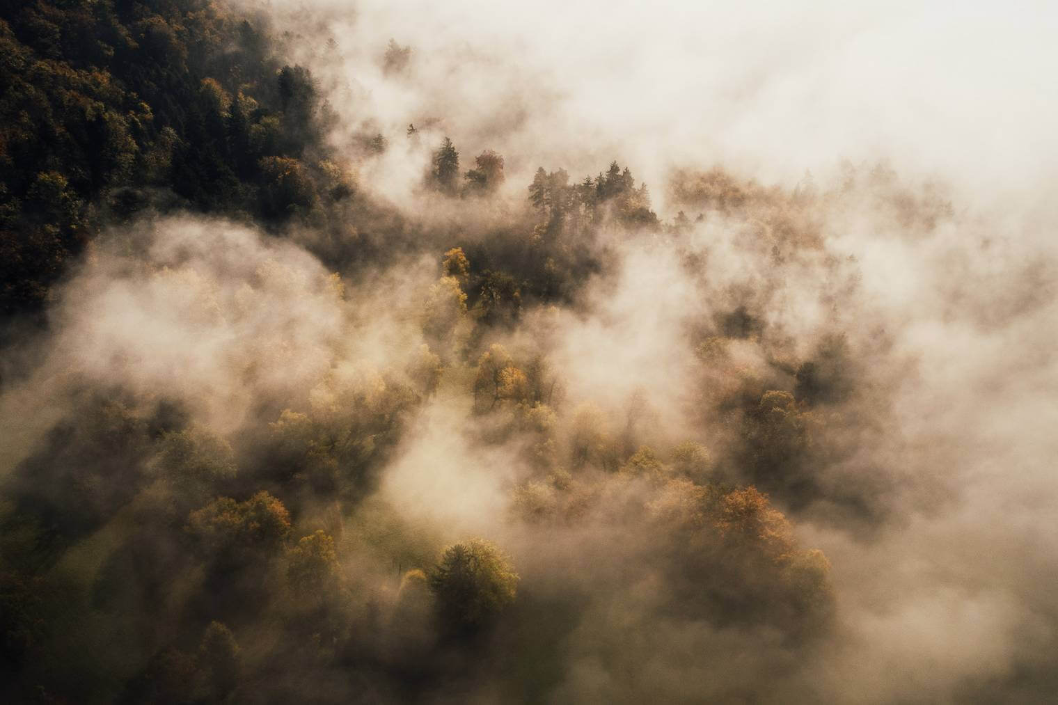 Forest in Morning Fog from Aerial Perspective