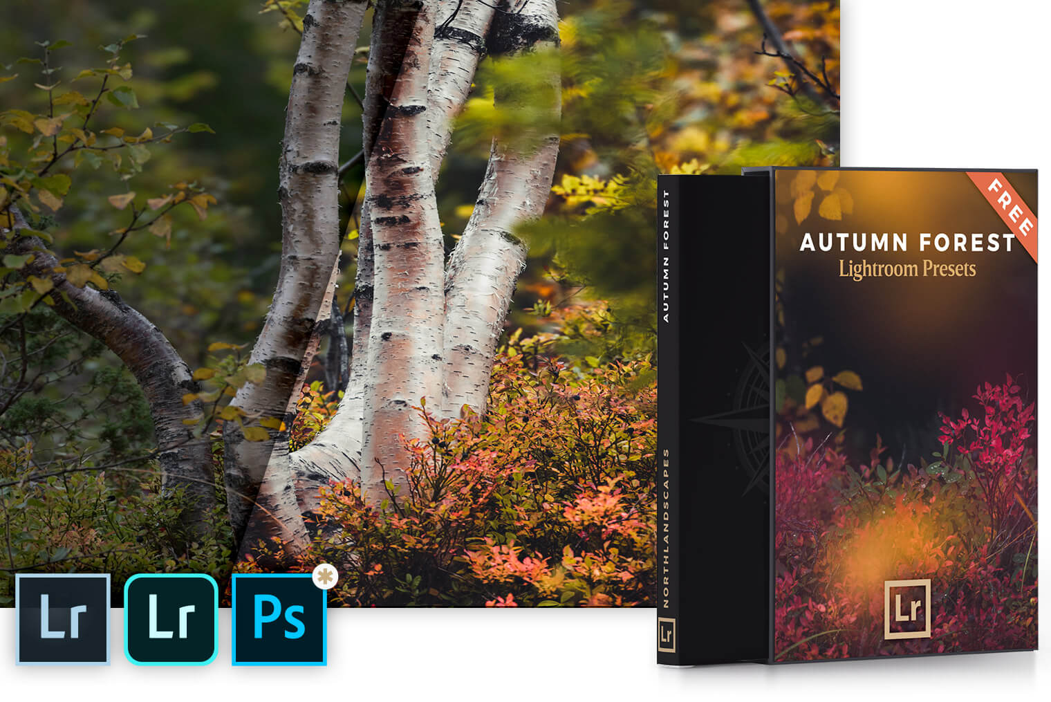 Autumn Forest - Free Lightroom Presets