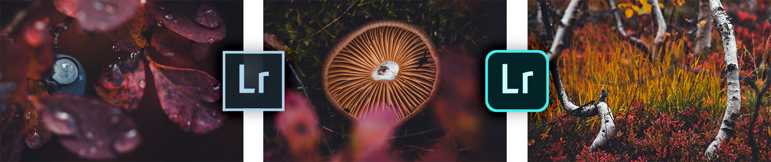 Autumn Forest Leaves - Lightroom Presets