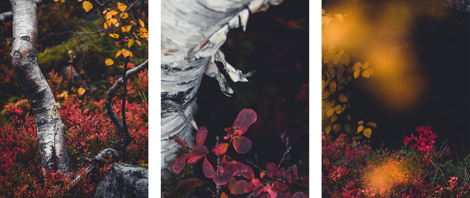 Free Autumn Forest Colors Lightroom Presets