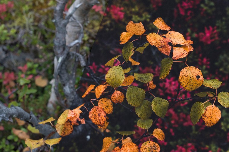 Free Lightroom Presets for Autumn Forest