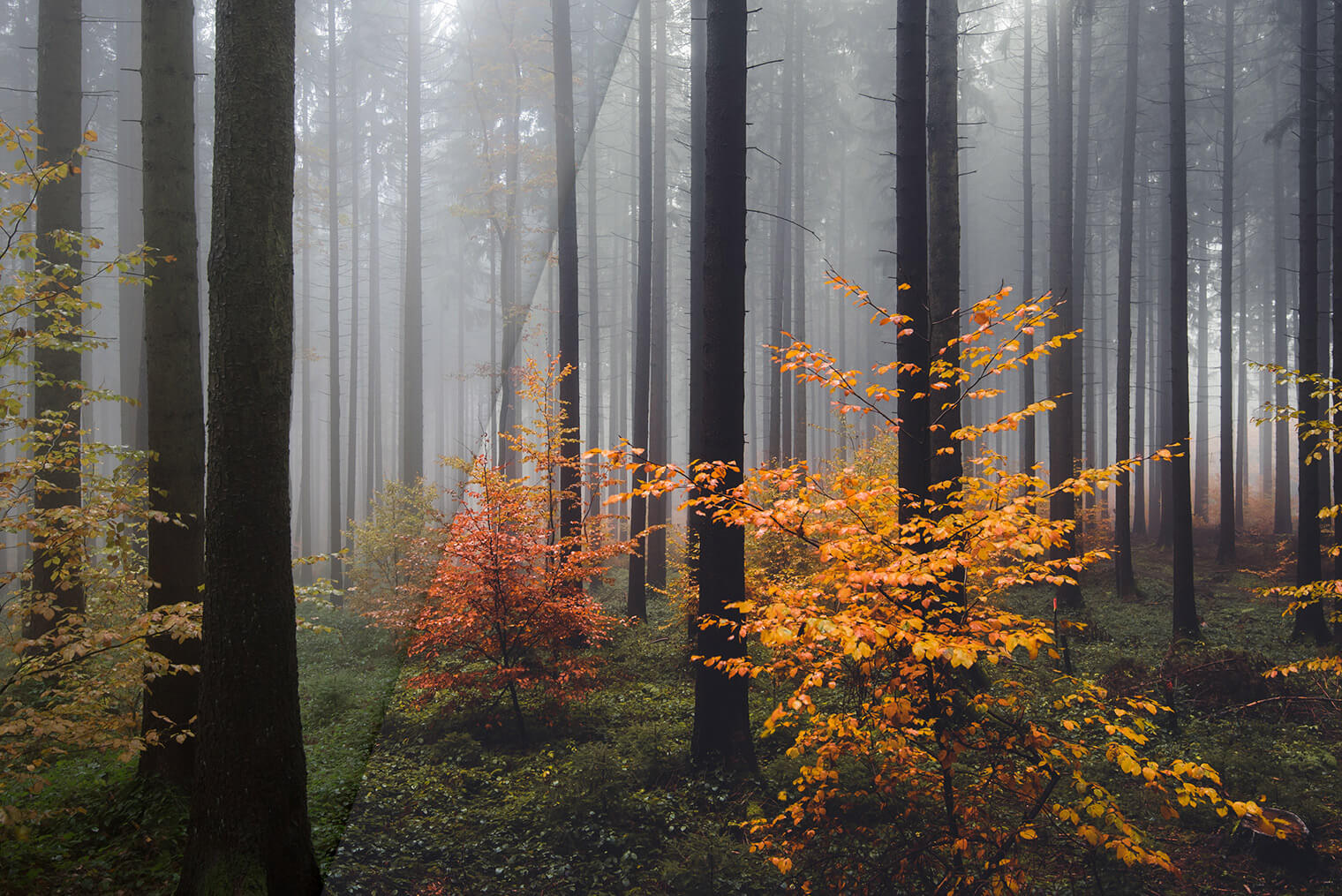 Autumn Forest Colors Lightroom Presets