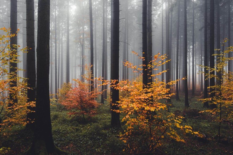 Moody and Foggy Autumn Forest