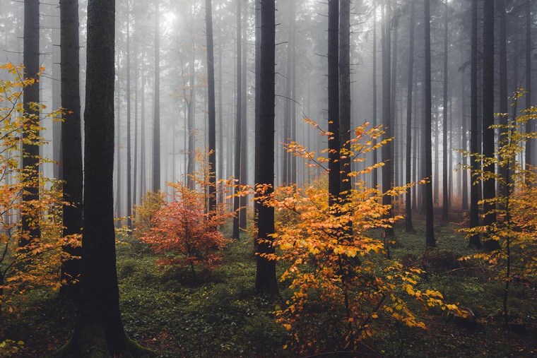 FREE Autumn Forest Lightroom Presets (Desktop & Mobile DNG)