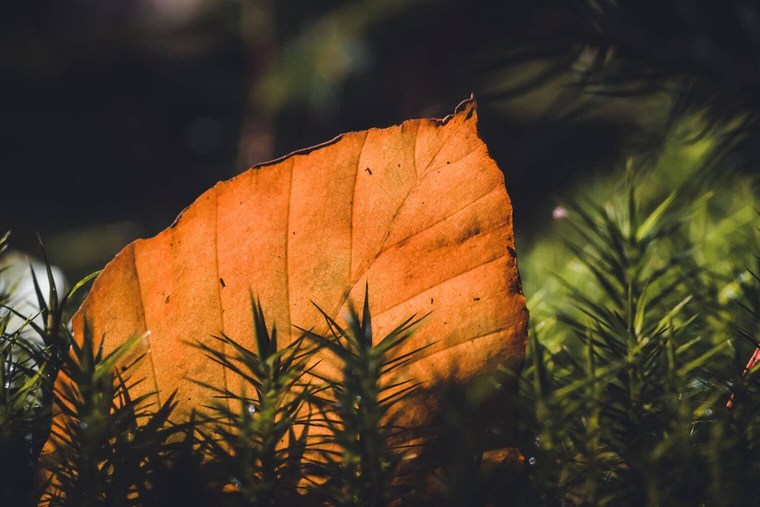 Autumn Leaf