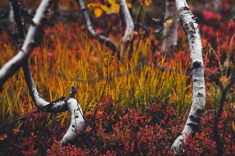 Moody Autumn Landscape