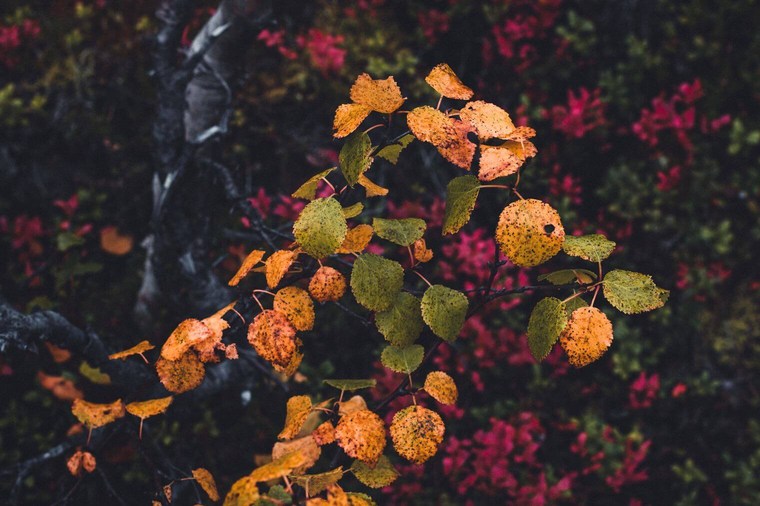 Colorful Autumn Leaves