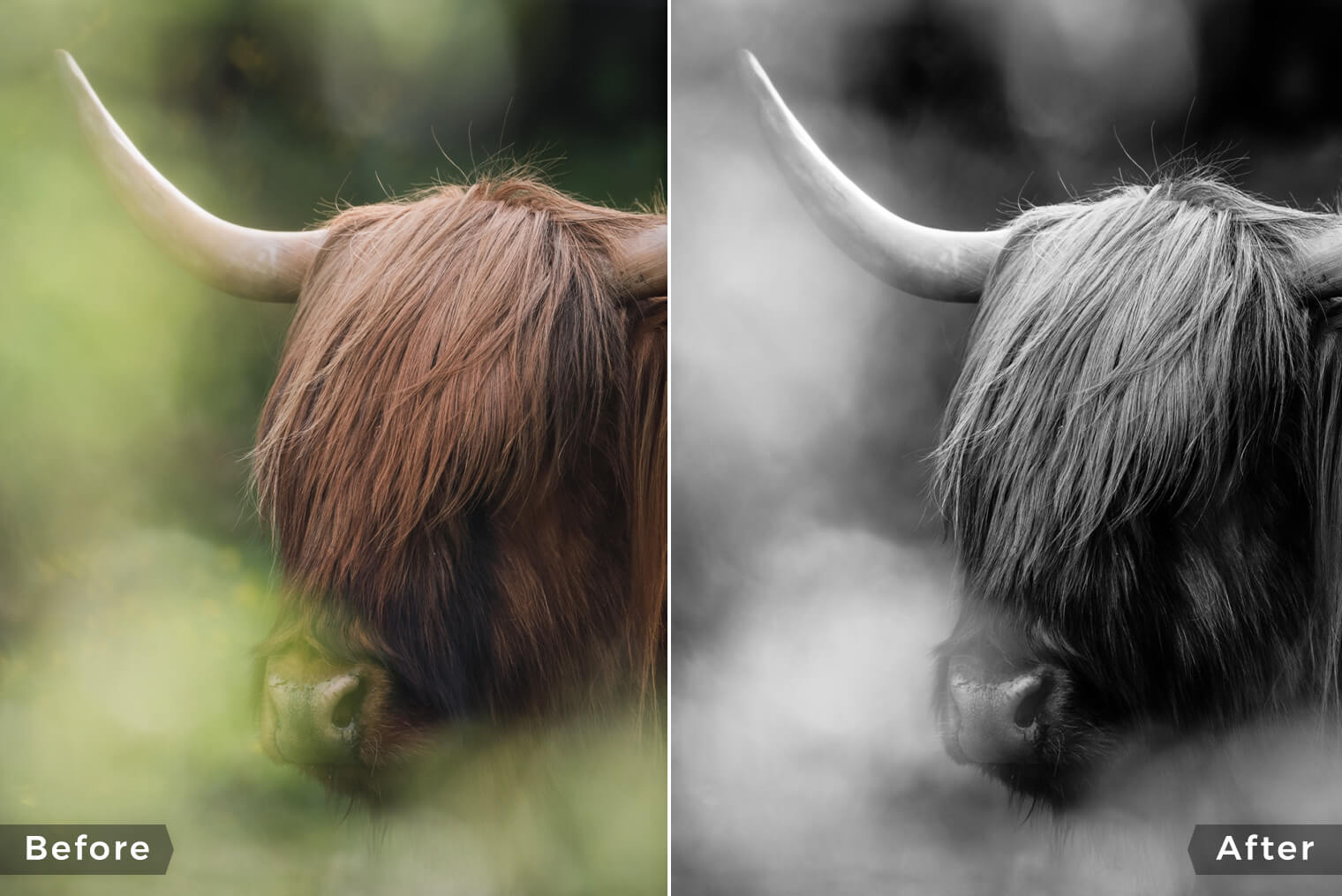 Black & White Lightroom Presets for Animal Photography
