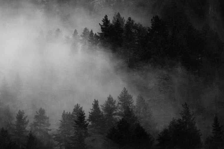 Forest in Black and White Tones