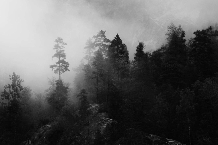 Autumn Landscape in Monochrome Colors