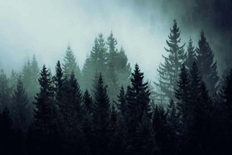 Dark and Moody Forest Landscape