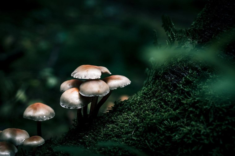 Mushrooms and Moss in Dark Colors