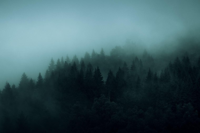 Dark and Moody Forest
