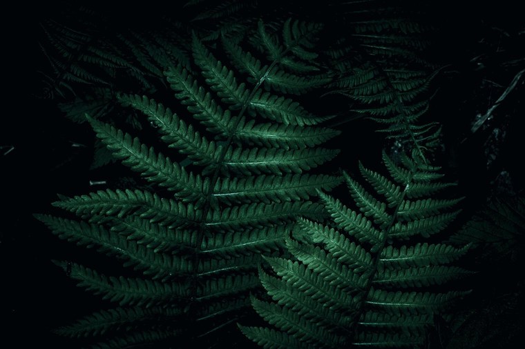 Dark and Moody Image of Fern