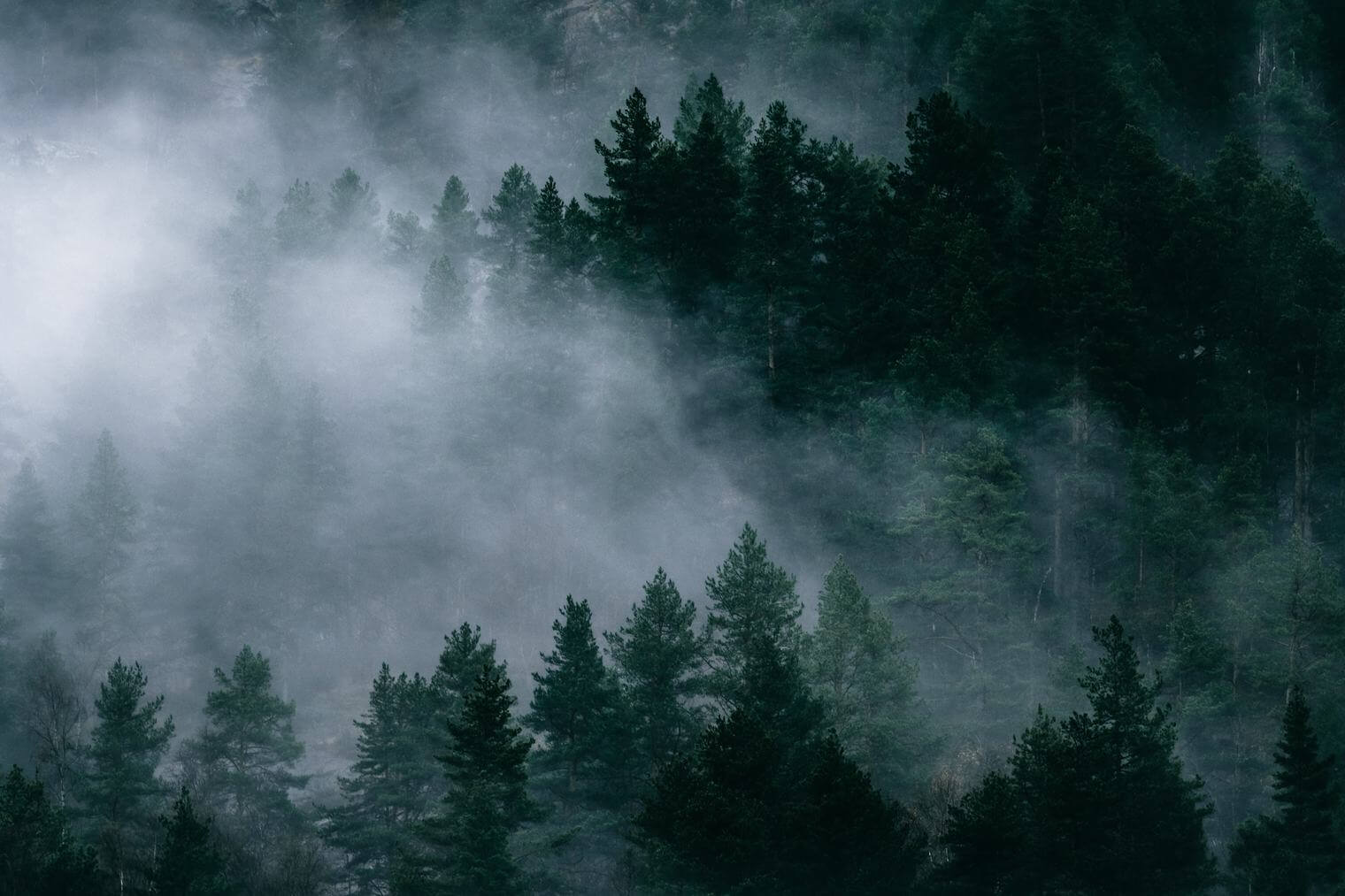 Foggy forest in Norway
