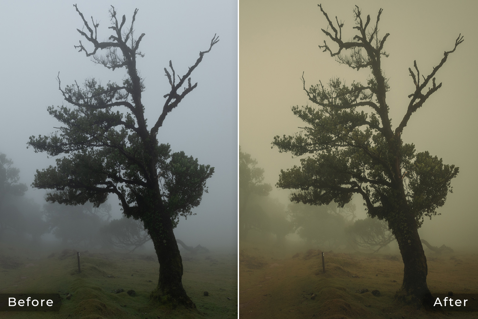 Before & After - Madeira, Fanal Forest in Fog