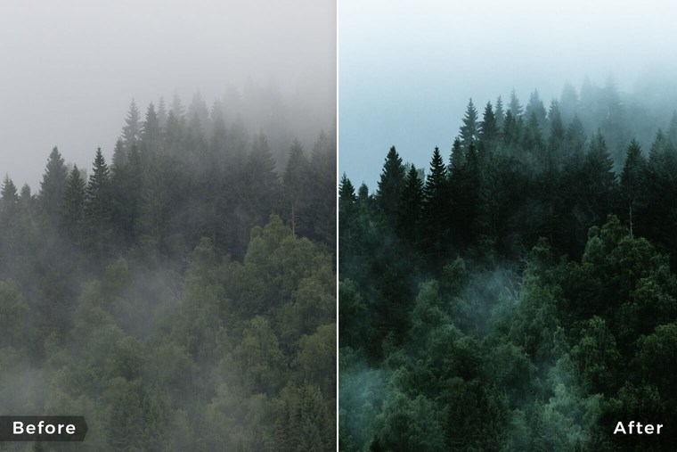 Moody and Foggy Forest Lightroom Presets