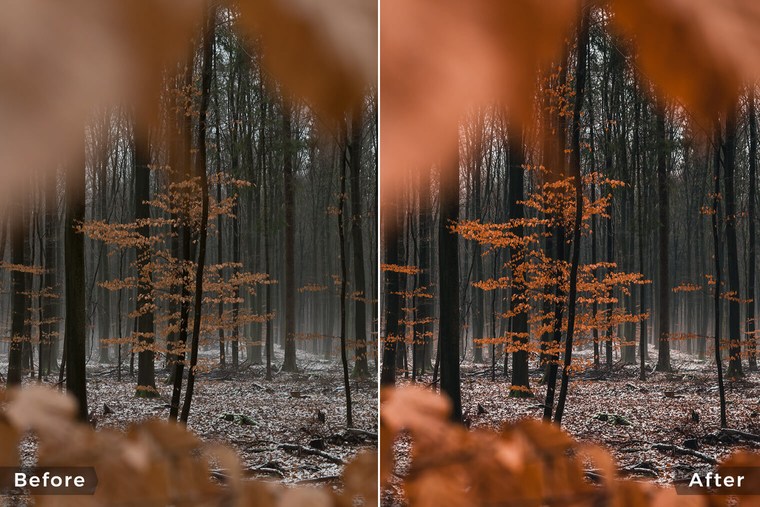 Moody Autumn Forest Lightroom Presets