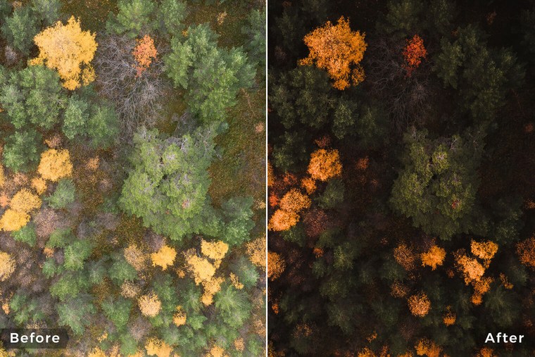 Moody Autumn Forest Lightroom Presets