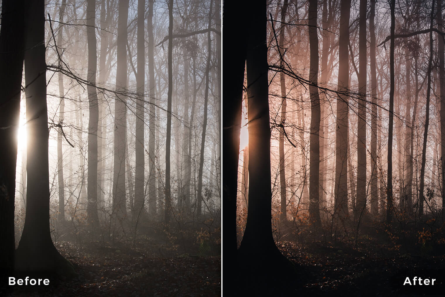 Lightroom Presets for Forest & Nature Photography (Desktop & Mobile)