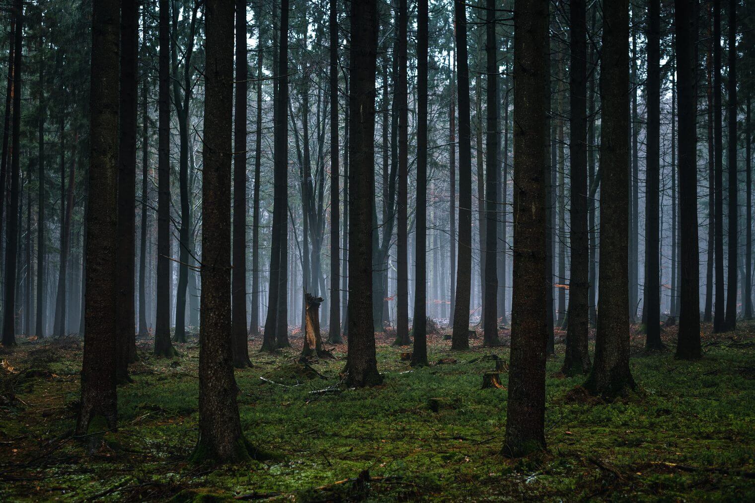 Dark Forest Lightroom Presets