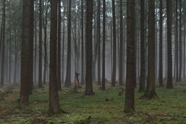 Unedited Forest Image