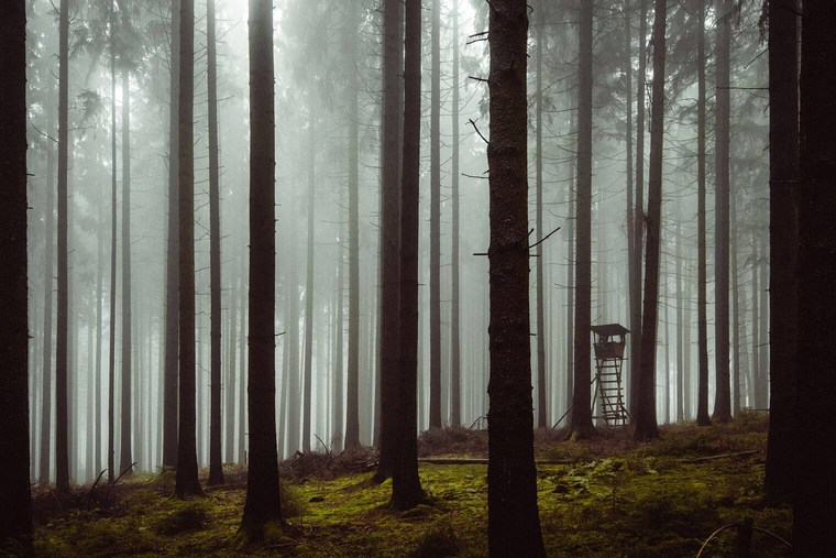 Moody and Foggy Forest Lightroom Presets
