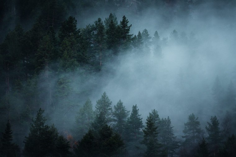Lightroom Presets for Foggy Forest Landscapes
