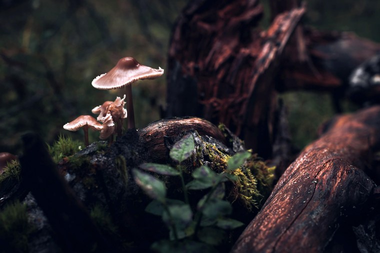 Macro Forest Lightroom Presets