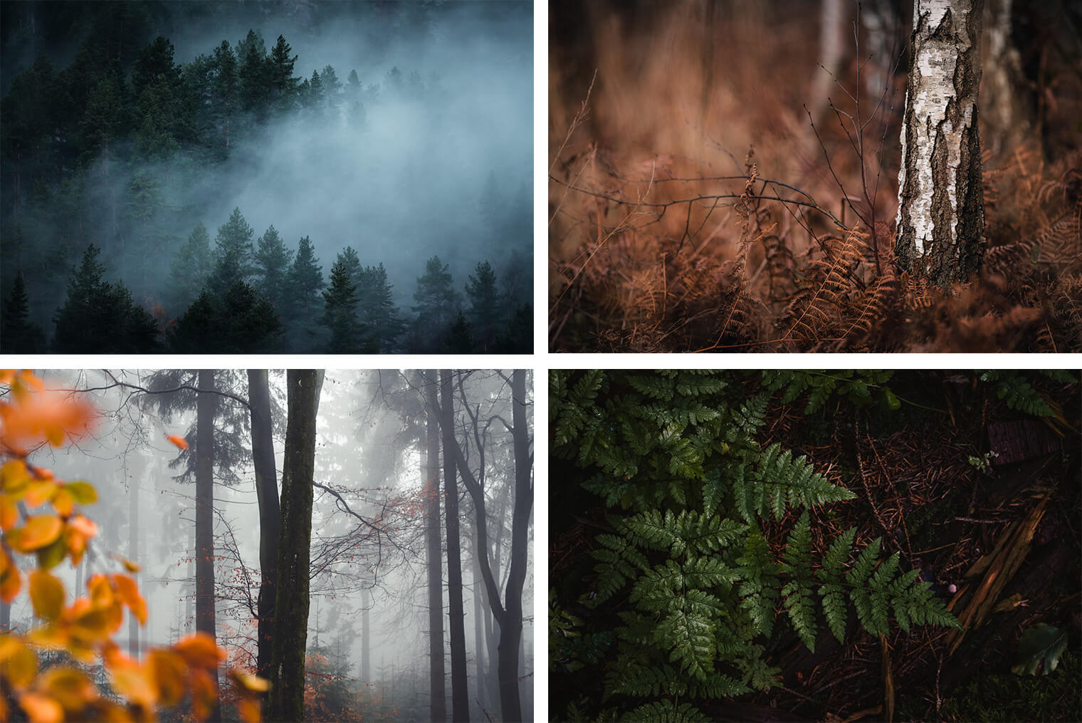 Lightroom Presets for Forest Landscapes - Example Photos