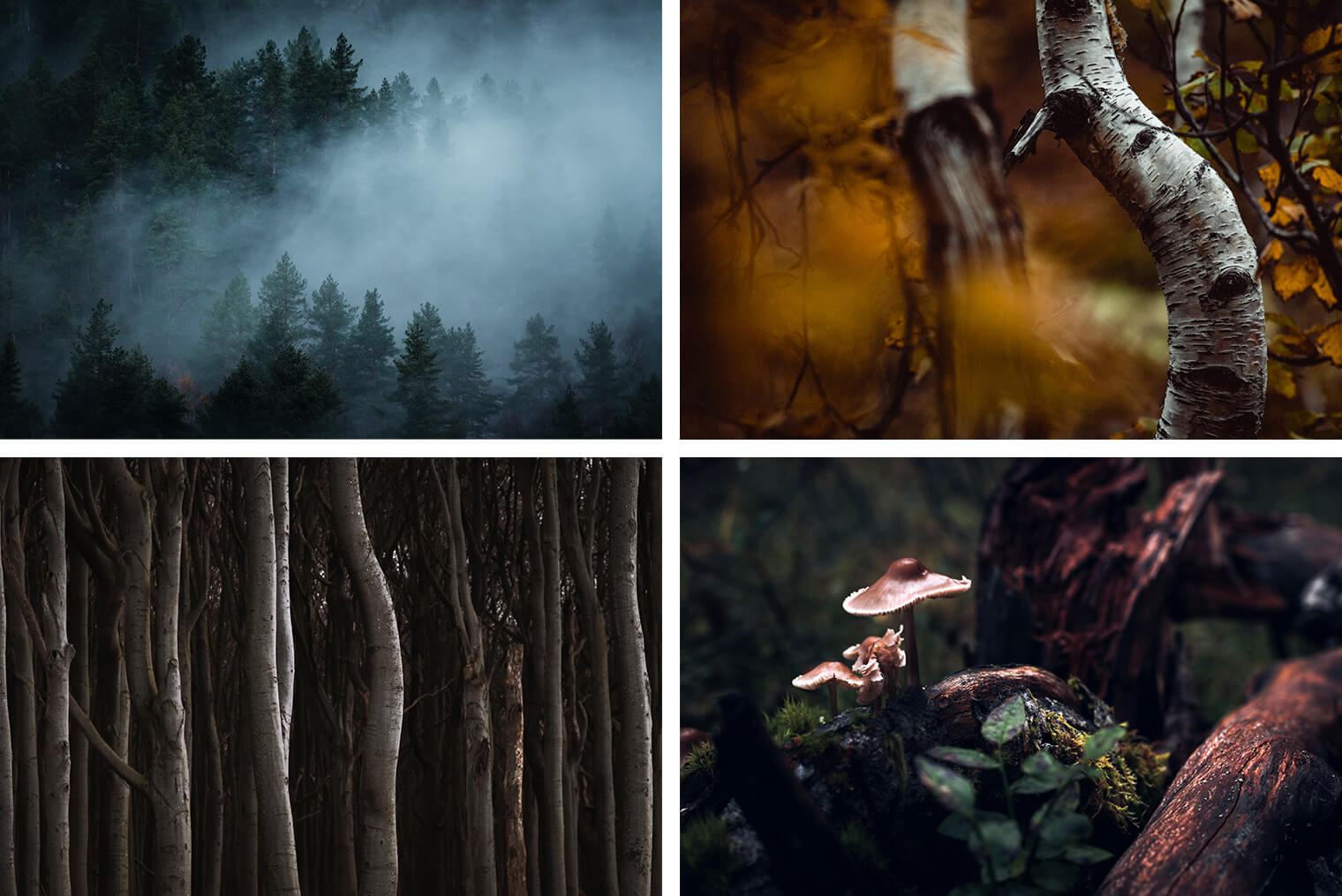 Lightroom Presets for Forest Landscapes - Example Photos
