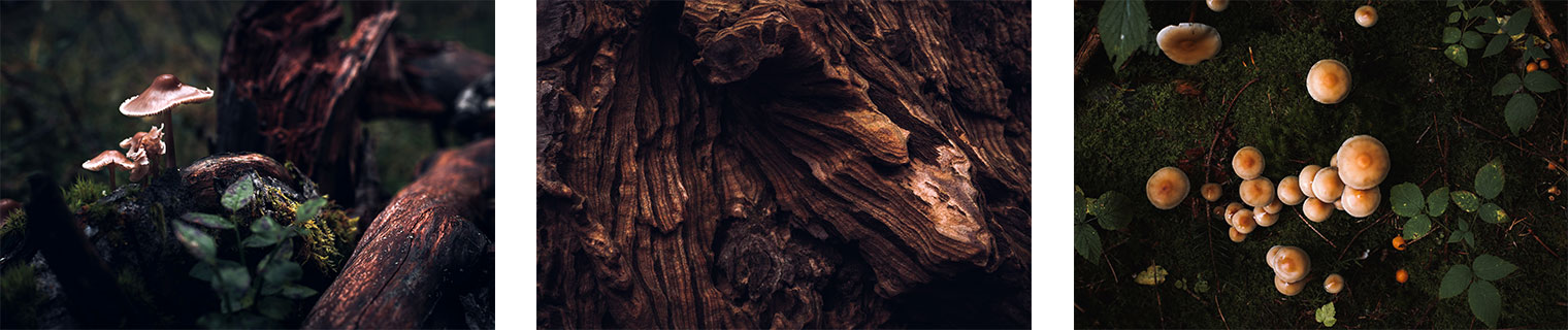 Lightroom Presets for Moody Forest Landscapes