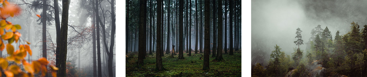 Lightroom Presets for Forest Landscapes