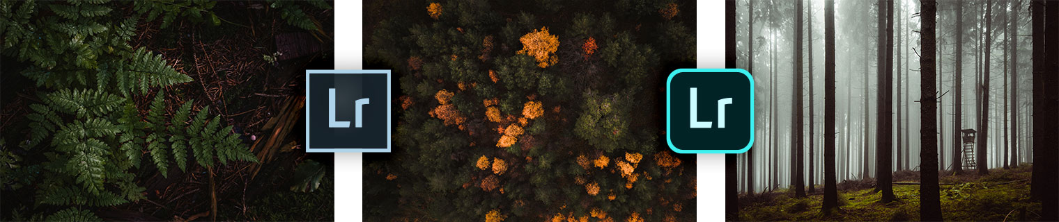 Dark and Moody Forest Lightroom Presets