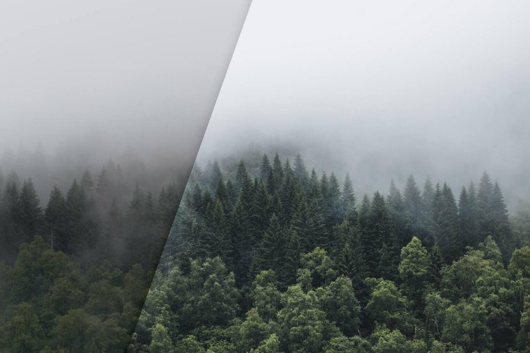 Free Lightroom Presets for Moody Forest Photography