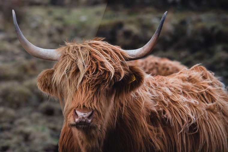 Free Lightroom Presets for Moody Animal Photography