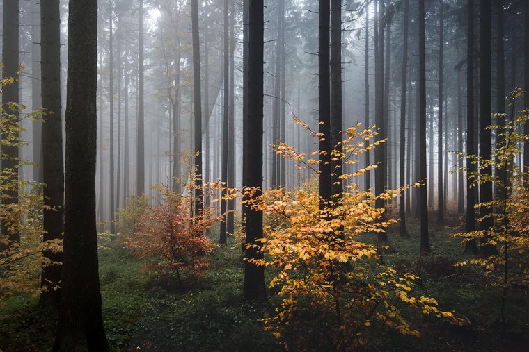 Free Lightroom Presets for Moody Forest Landscape Photography