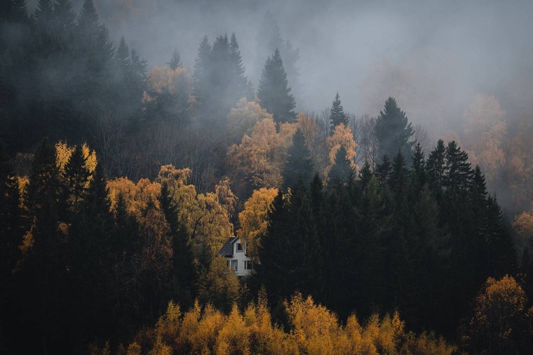 Autumn Forest in Moody Weather