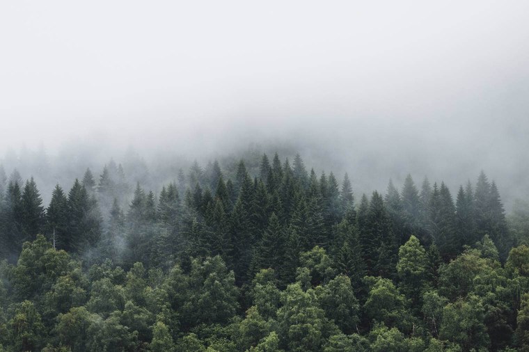 Foggy Forest in Summer