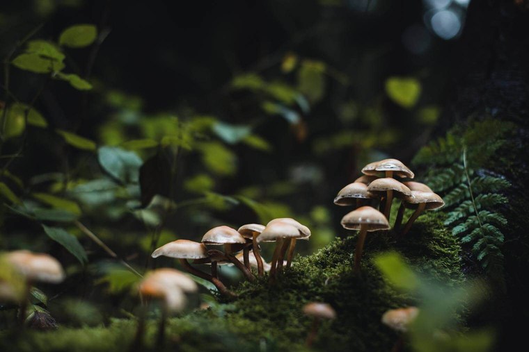 Dark Leaves and Mushrooms in Forest