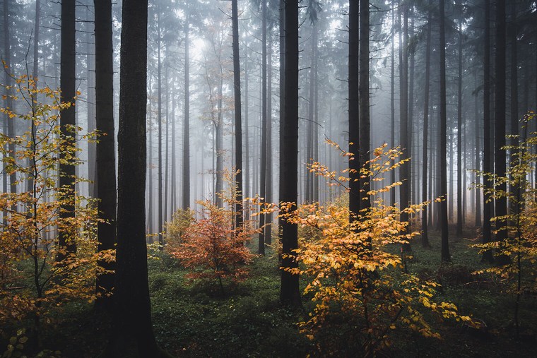 Moody Forest Landscape with Fog