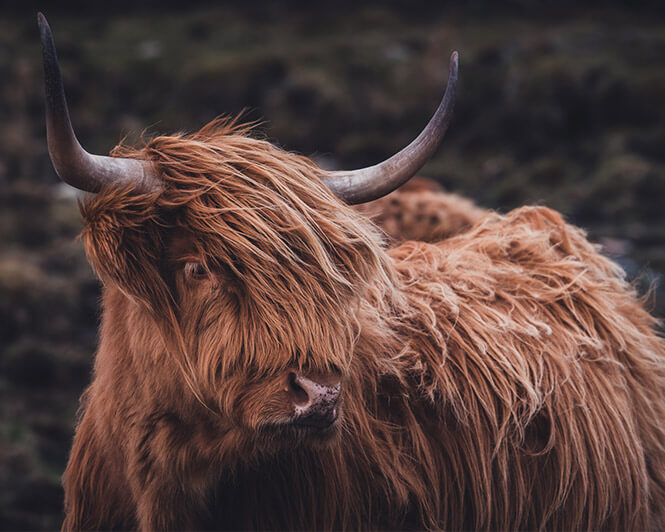 Moody scene with Highland cattle in Scotland - edited with Signature Lightroom Presets