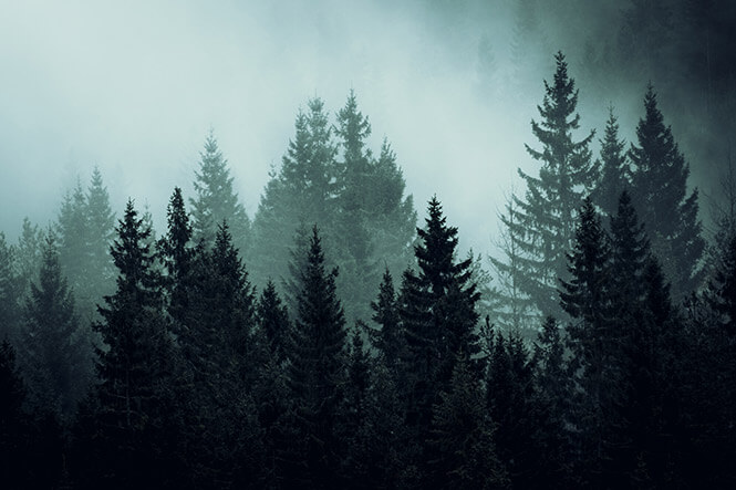 Moody forest in Norway - edited with Forest Lightroom Presets by Northlandscapes