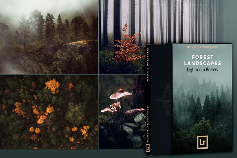 Lightroom Presets for Forest Landscapes